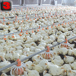 AOT Poultry farm  Feeding system.jpg