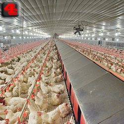 AOT  Poultry farm Nesting system.jpg