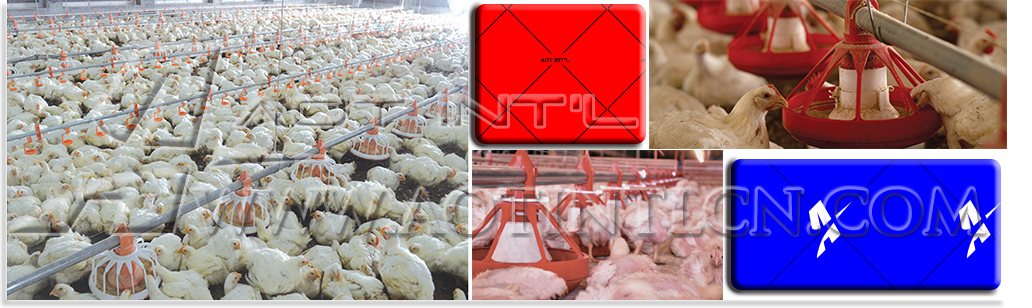 AOT Broiler Pan Feeding System.jpg