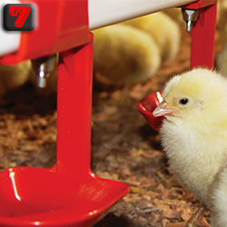AOT Poultry farm Watering system.jpg