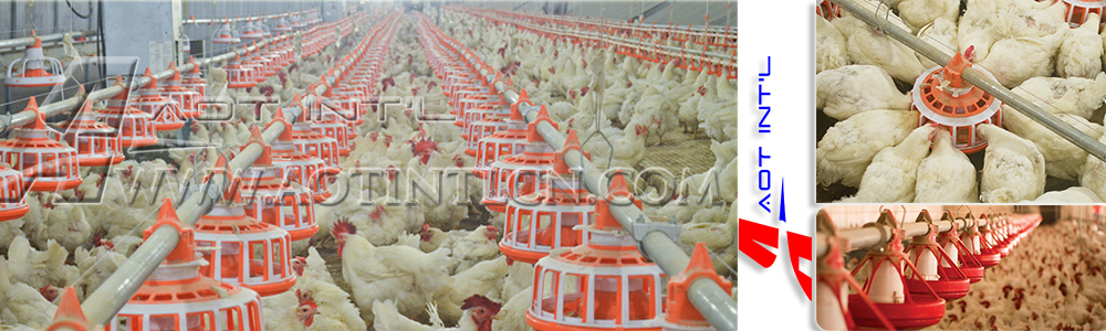 AOT Breeder Pan Feeder System.jpg